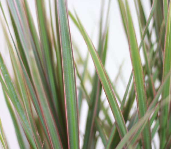 Dracaena Tricolor