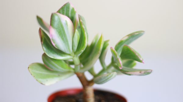 Tricolor Crassula