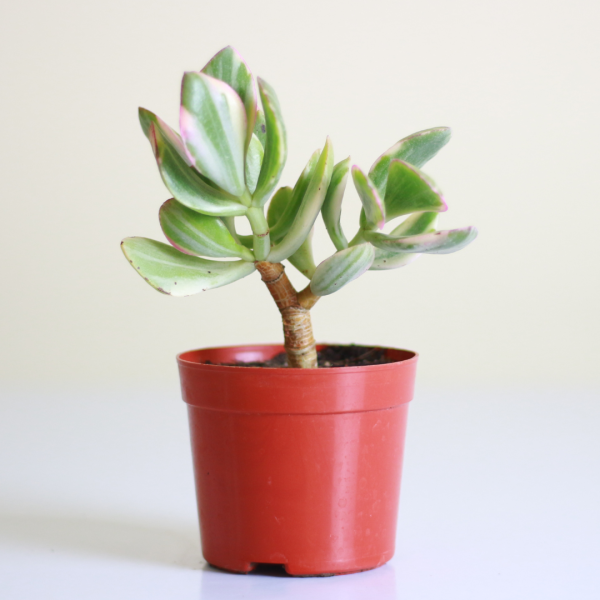 Tricolor Crassula