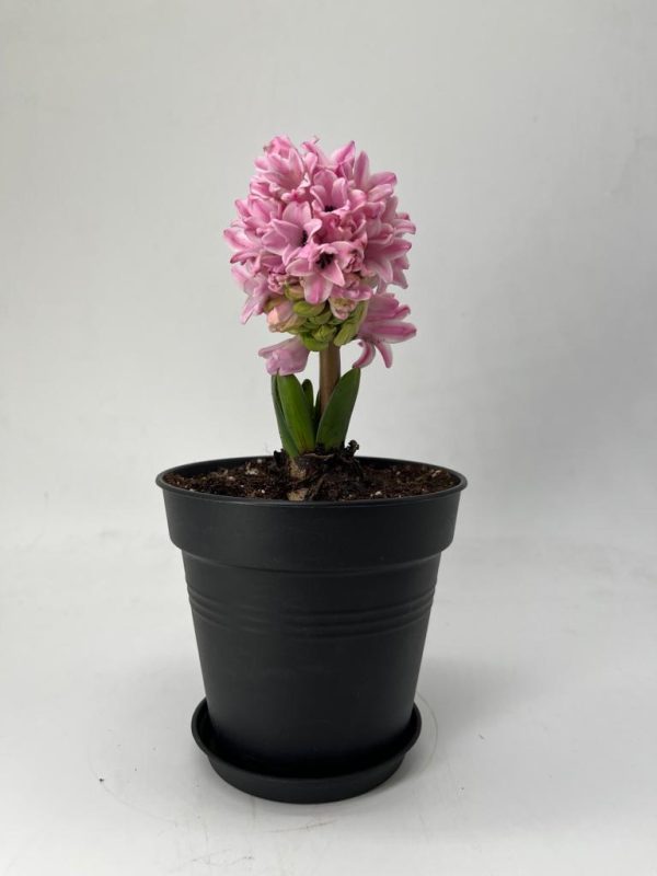 Hyacinth