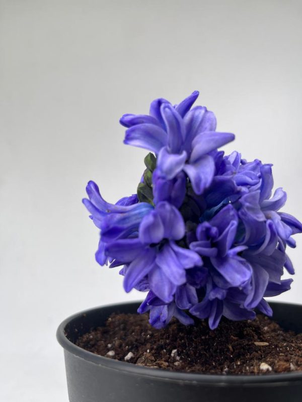 Hyacinth