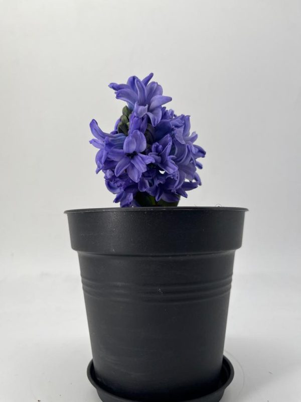 Hyacinth