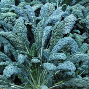 Tuscan Kale