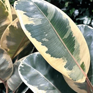 Variegated Rubber Tree