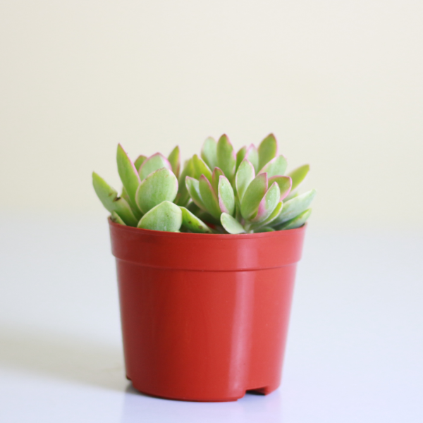 Variegated Jade Plant