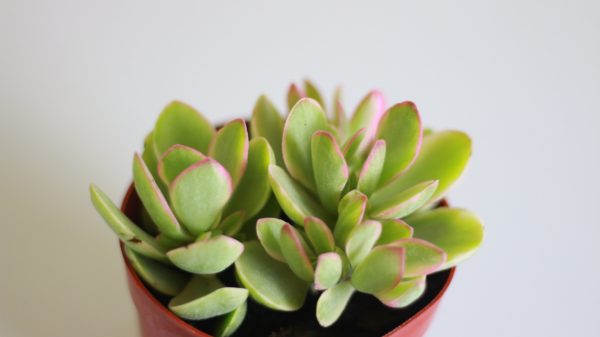 Variegated Jade Plant