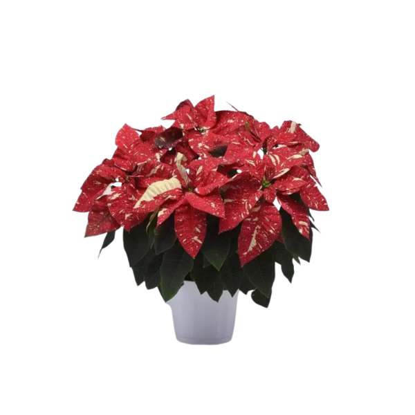 Variegated Poinsettia