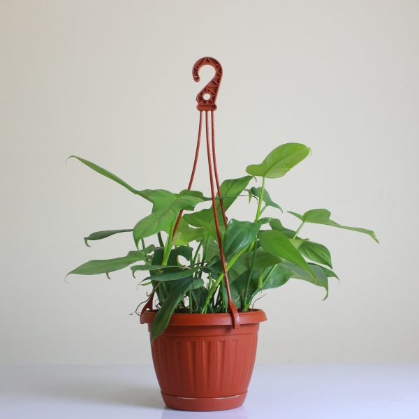 Violin Philodendron