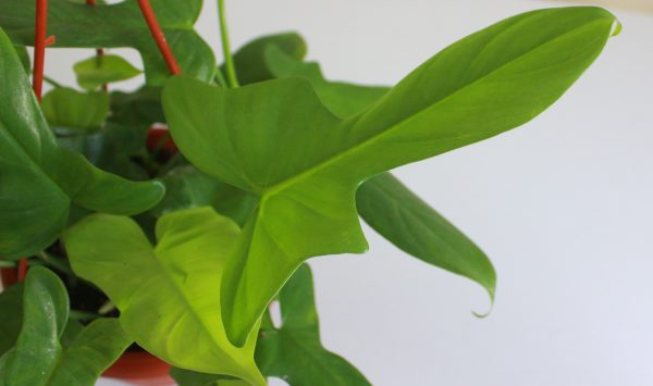 Violin Philodendron
