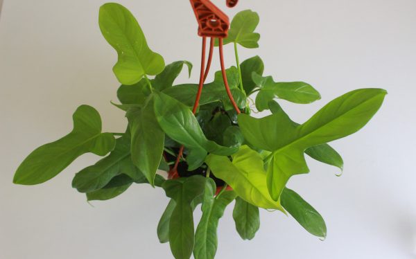 Violin Philodendron