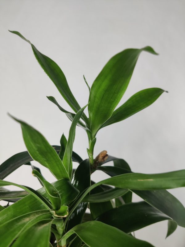 Warneckii