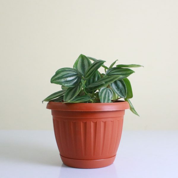 Watermelon Peperomia