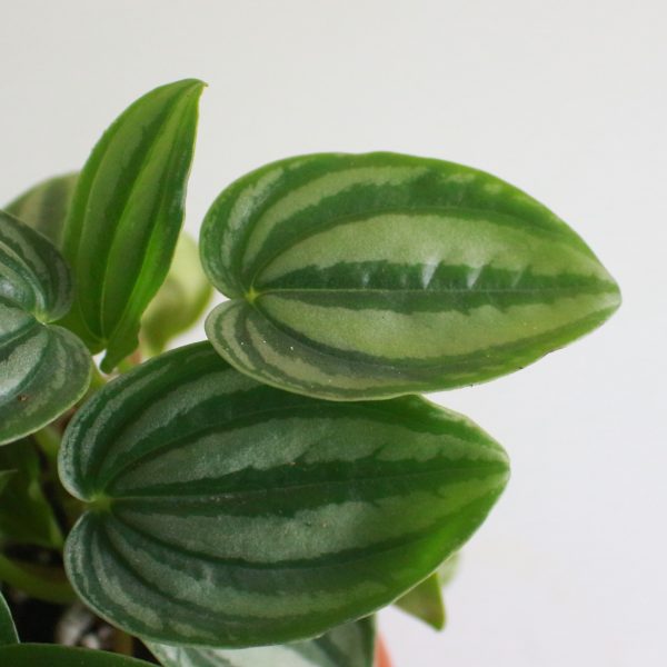 Watermelon Peperomia