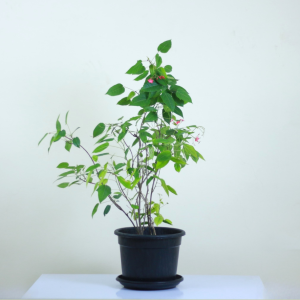 Jatropha