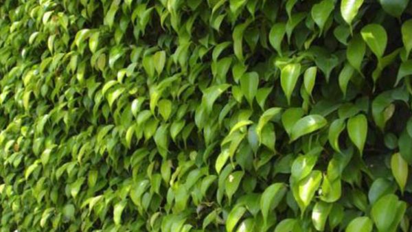 Weeping Fig Hedge