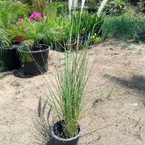 Green fountain grass