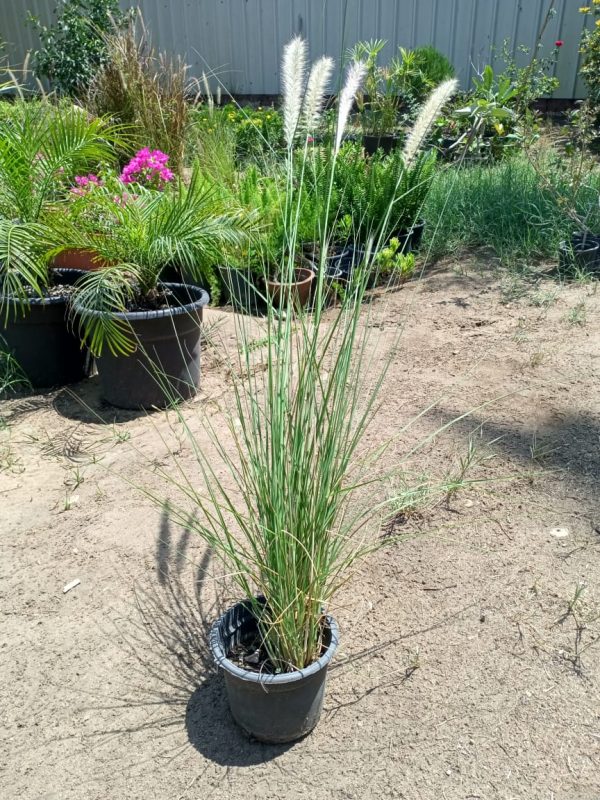 Green fountain grass