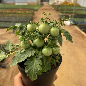 Cherry Tomatoes