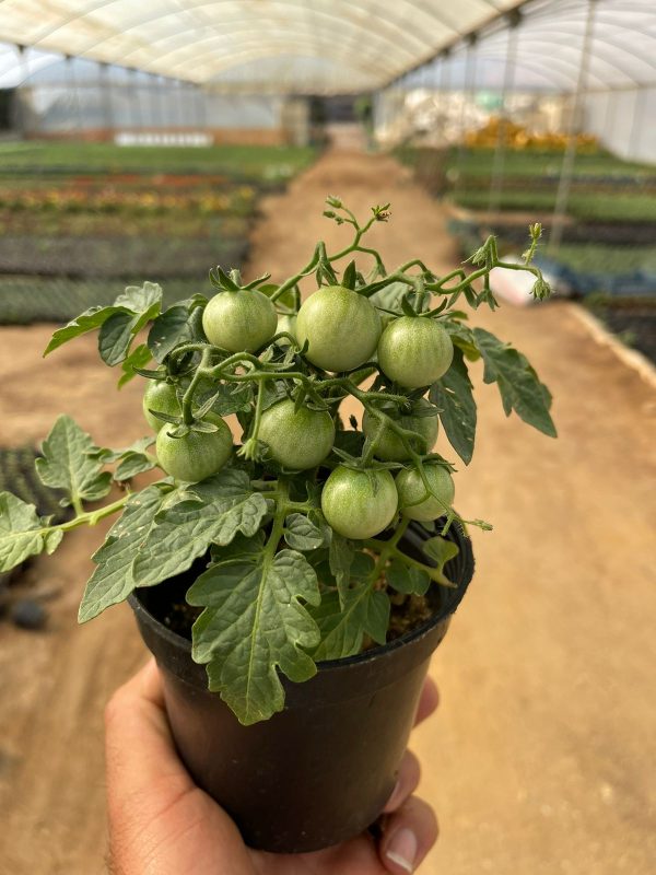 Cherry Tomatoes