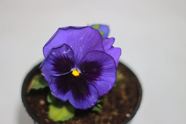 Pansy