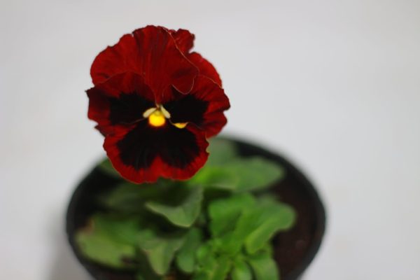 Pansy