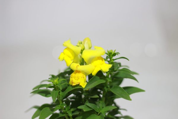 Snapdragon