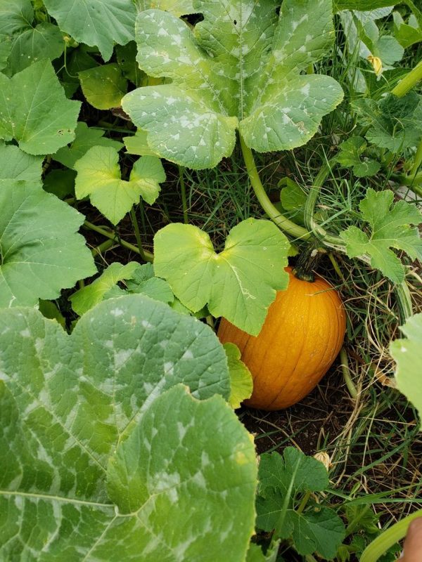 Butternut Pumpkin