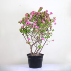 Dwarf Bougainvillea