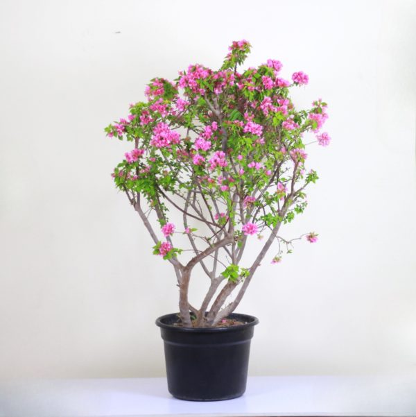 Dwarf Bougainvillea