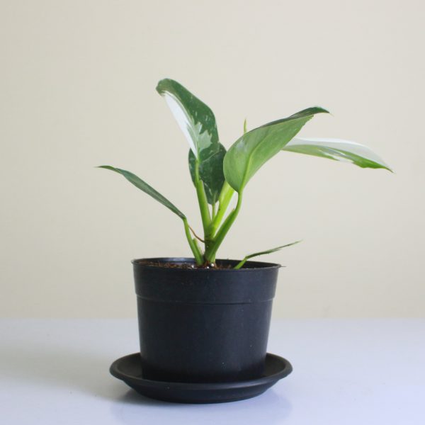 Philodendron 'White Princess'