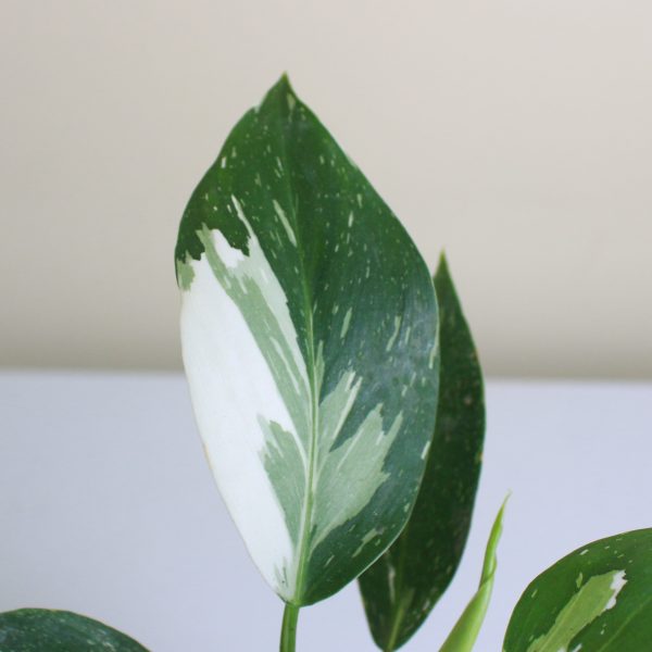 Philodendron 'White Princess'