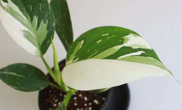 Philodendron 'White Princess'