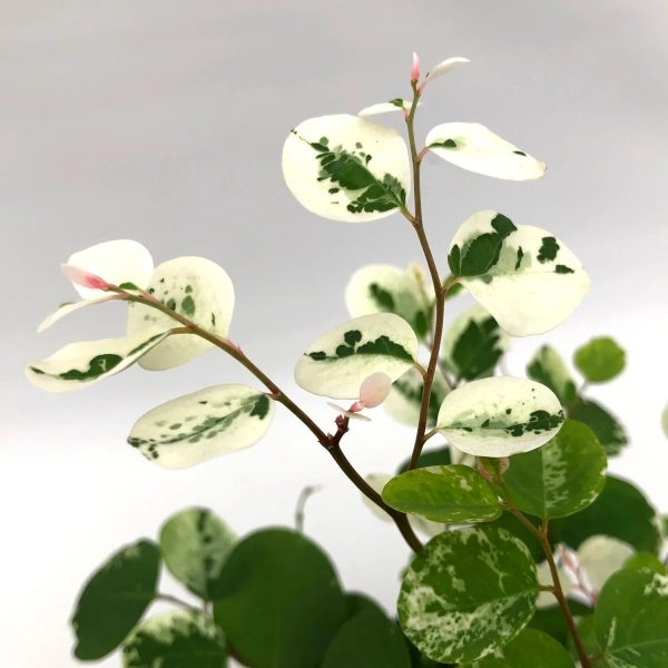 Snowbush