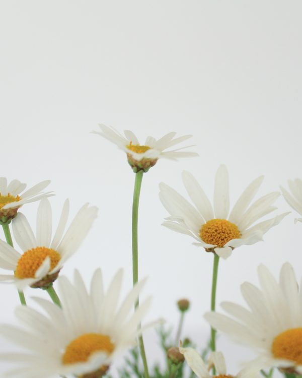 close up white daisy