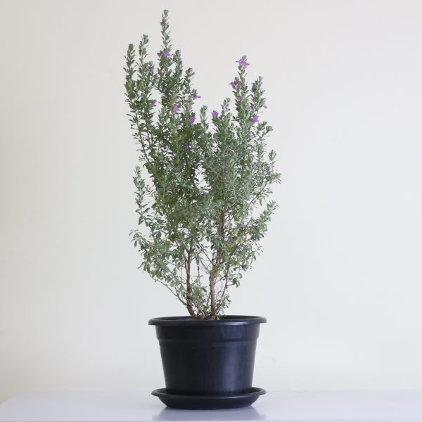 Wild Lilac