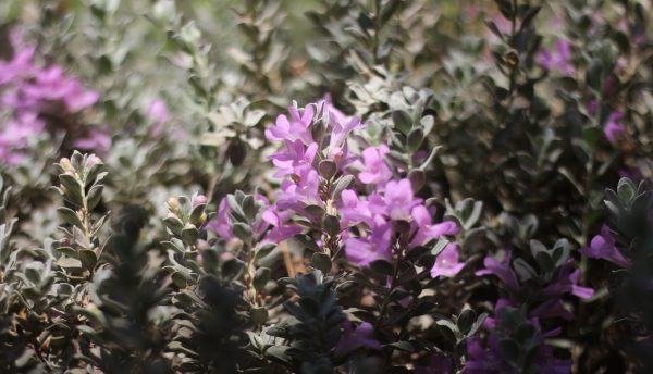 Wild Lilac