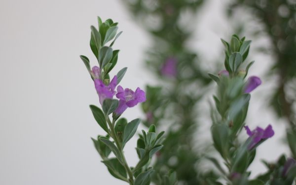 Wild Lilac