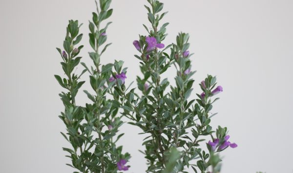 Wild Lilac