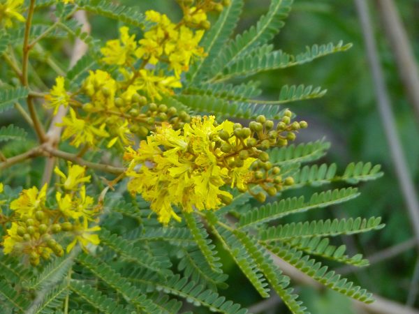 Yellow Poinciana