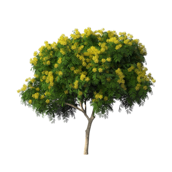 Yellow Poinciana