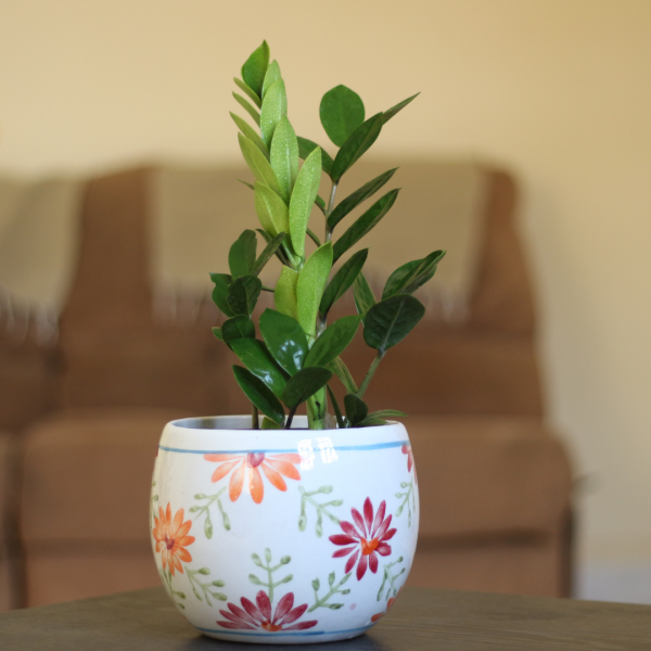 Daisy pot