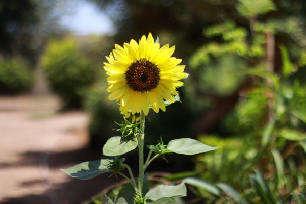 Common Sunflower
