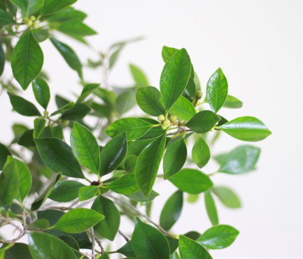 Cuban Laurel