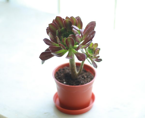 Tree Aeonium