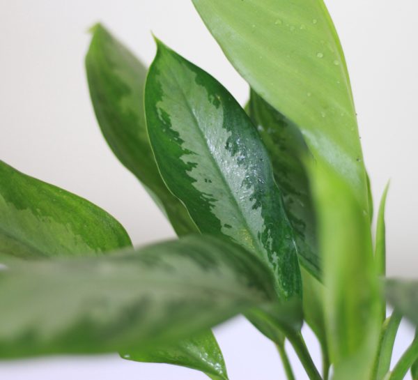 Chinese Evergreen