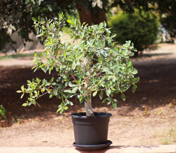 Cuban Laurel
