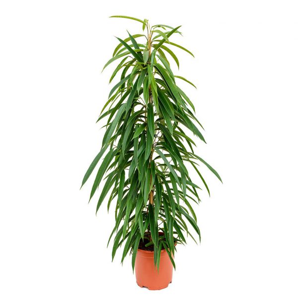 Alii Fig