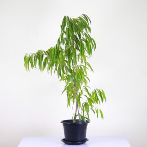 Alii Fig