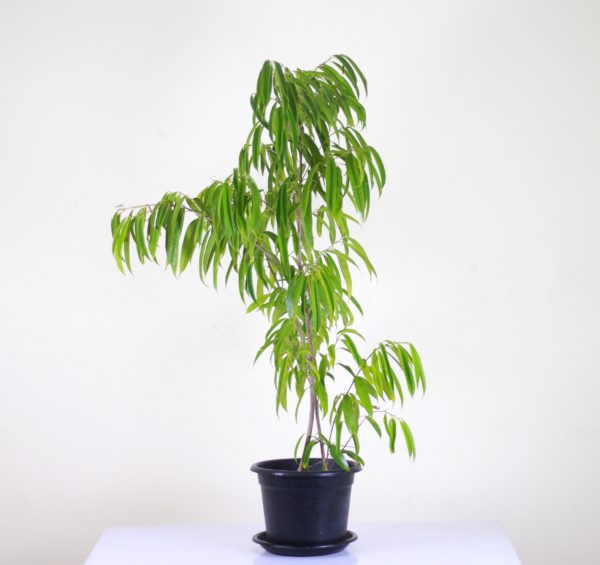 Alii Fig