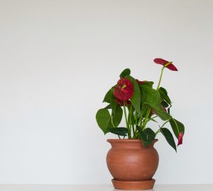 Anthurium in curvy pot.